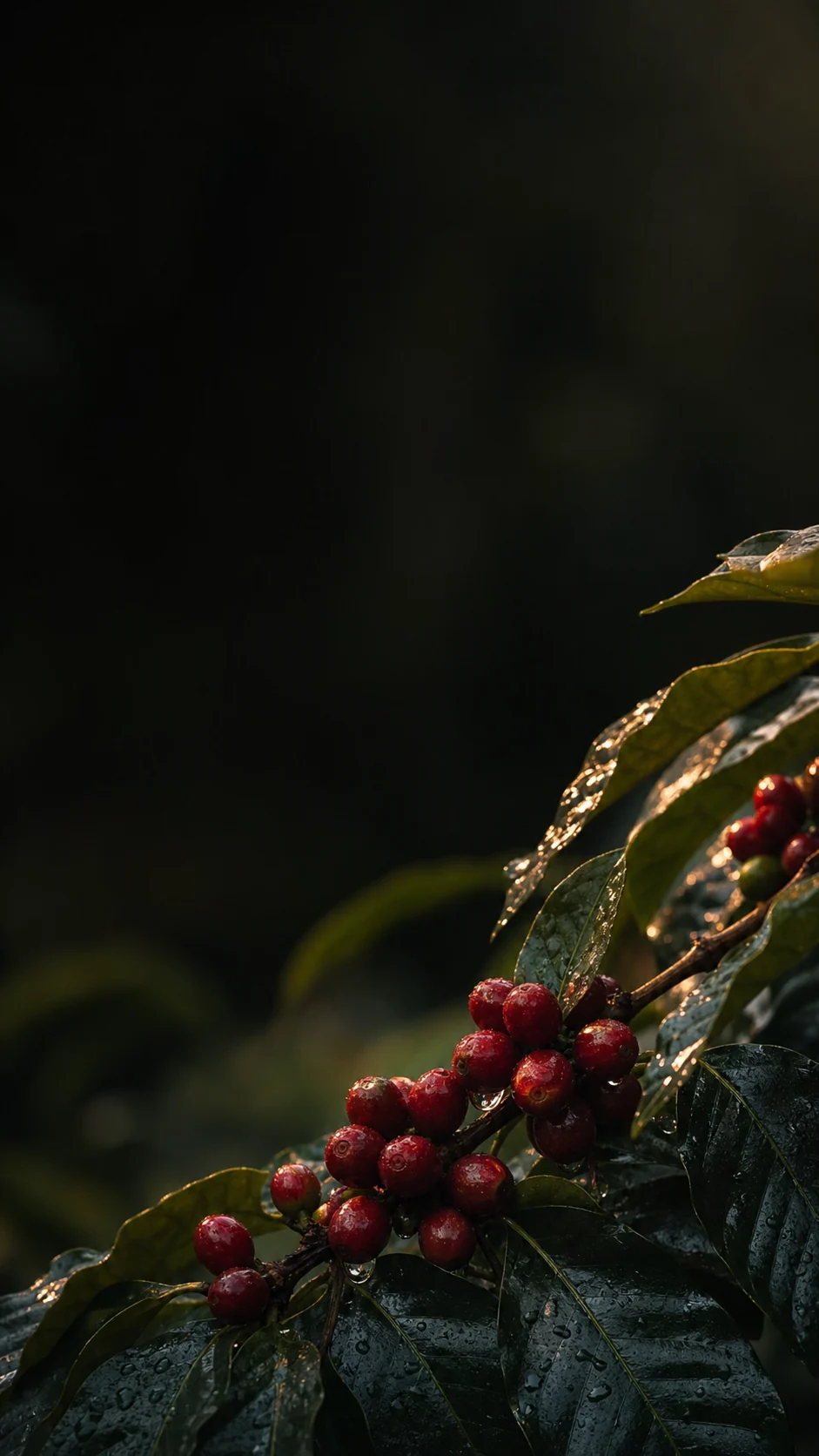A branch of ripe coffee cherries, backlit and beaded with rain, against a dark hillside.