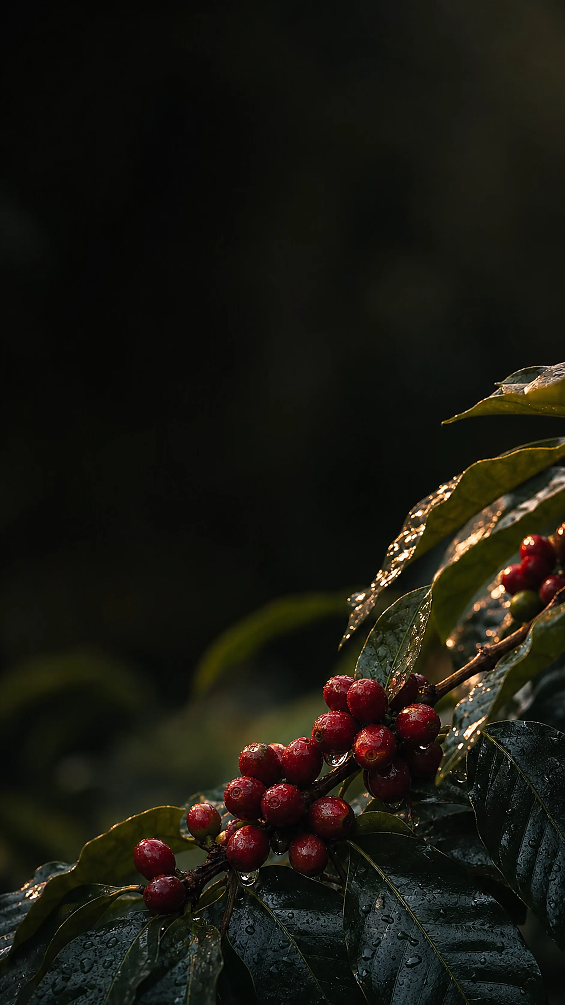 Ripe coffee cherries on a rain-dappled branch above a dark hillside.